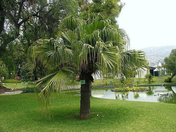 Livistona Livistona chinensis Palmpedia Palm Grower39s Guide