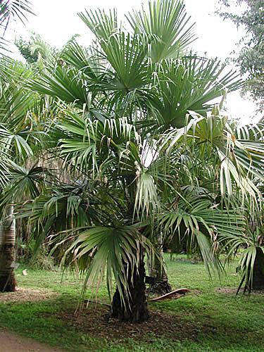 Livistona Livistona saribus Identifying Commonly Cultivated Palms