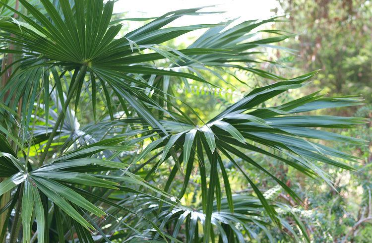 Livistona Livistona australis Identifying Commonly Cultivated Palms
