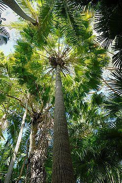 Livistona Livistona australis Palmpedia Palm Grower39s Guide