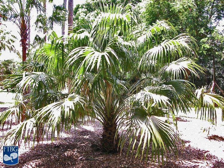 Livistona australis Livistona australis Identifying Commonly Cultivated Palms