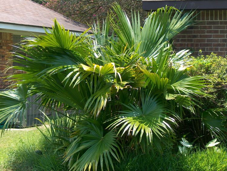 Livistona Online Plant Guide Livistona chinensis Chinese Fan Palm