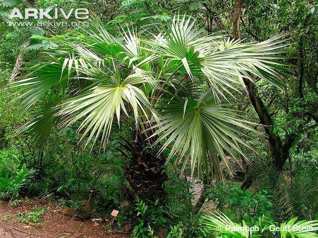 Livistona carinensis Fan palm videos photos and facts Livistona carinensis ARKive