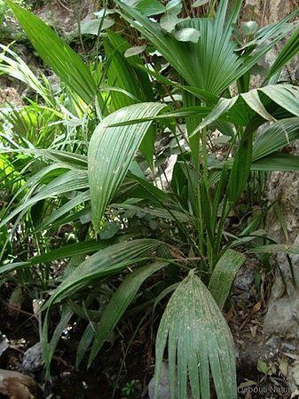 Livistona carinensis Livistona carinensis Palmpedia Palm Grower39s Guide