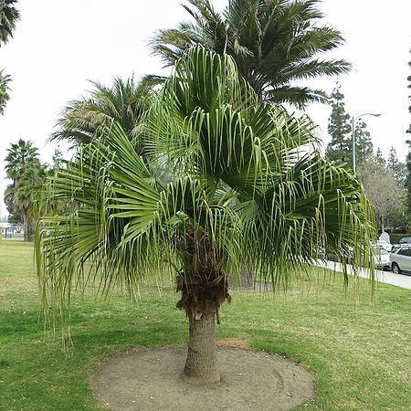 Livistona chinensis Livistona chinensis Palms For California