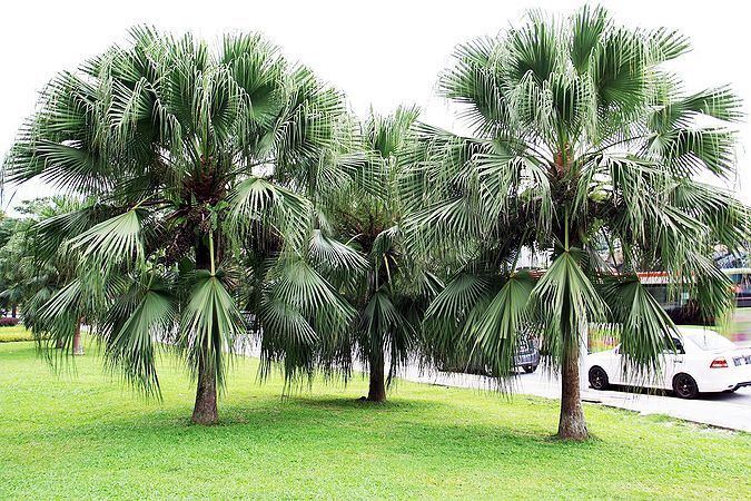 Livistona chinensis Livistona chinensis Palmpedia Palm Grower39s Guide