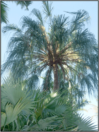 Livistona decora Livistona decora Palmpedia Palm Grower39s Guide