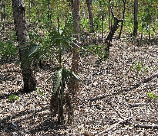 Livistona humilis Livistona humilis Palmpedia Palm Grower39s Guide