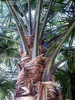 Livistona saribus Livistona saribus Palmpedia Palm Grower39s Guide