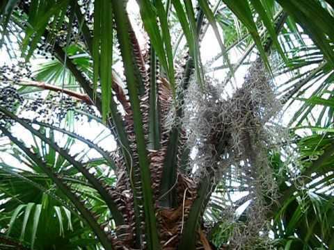 Livistona saribus Livistona saribus Palm with seed YouTube