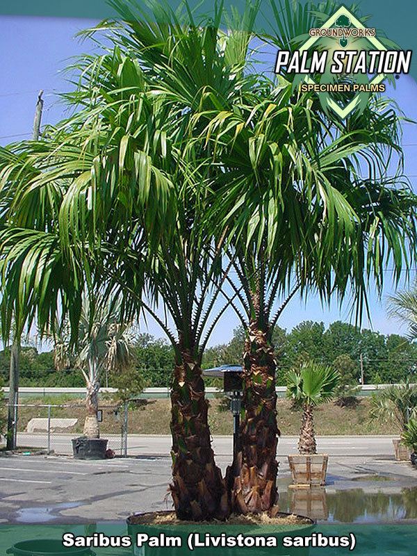 Livistona saribus Saribus Palm Groundworks Palm Station