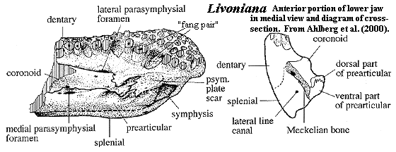 Livoniana palaeoscomvertebratessarcopterygiiimagesLivon