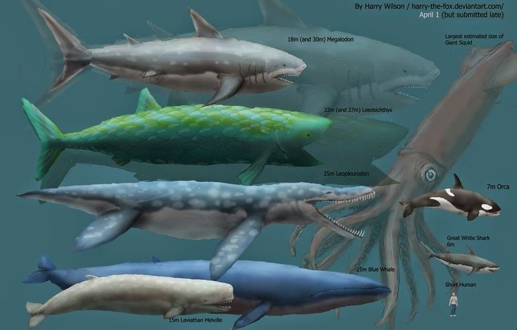 A poster by Harry Wilson comparing the size of a Livyatan melvillei, from Megalodon, Leedsichthys, Liopleurodon, blue whale, giant squid, orca, great white shark, and human.