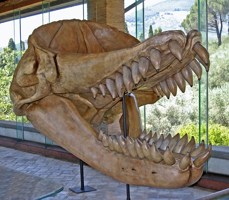 Skull of a prehistoric whale.