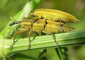 Lixus (beetle) httpsuploadwikimediaorgwikipediacommonsthu