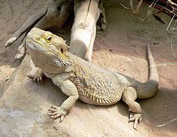 Lizard httpsuploadwikimediaorgwikipediacommonsthu