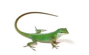 Lizard Lizards for Sale Reptiles for Sale