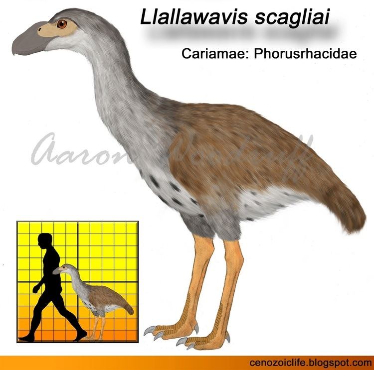 Llallawavis Life in the Cenozoic Era Scaglia39s Terror Bird Llallawavis scagliai