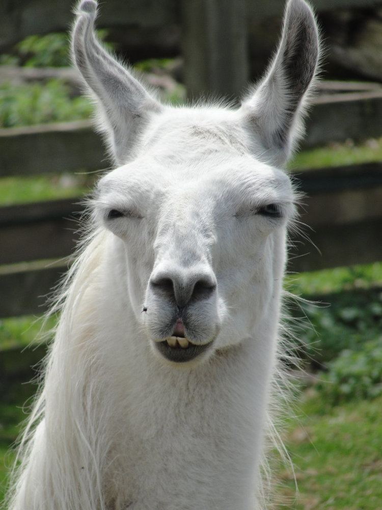 Llama Llama Facts History Useful Information and Amazing Pictures