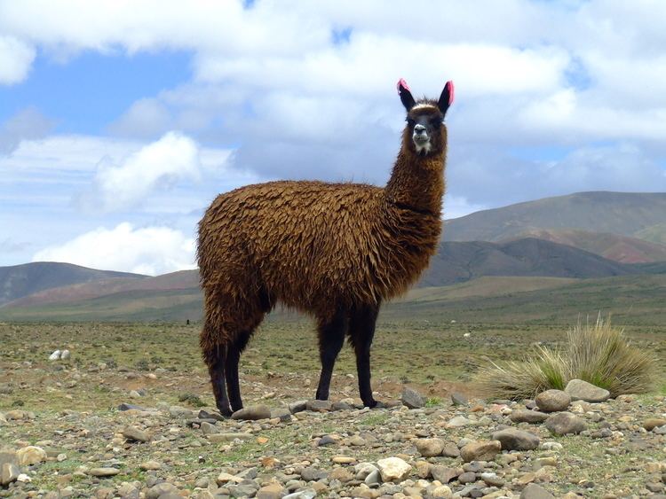 Llama FileWikillamajpg Wikipedia