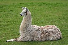 Llama httpsuploadwikimediaorgwikipediacommonsthu