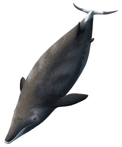 Llanocetus Whalevolution Month 14 Llanocetus The earliest known member of