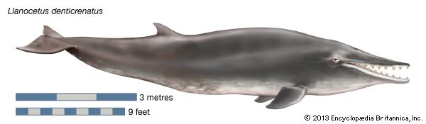 Llanocetus Llanocetus denticrenatus fossil mammal Britannicacom