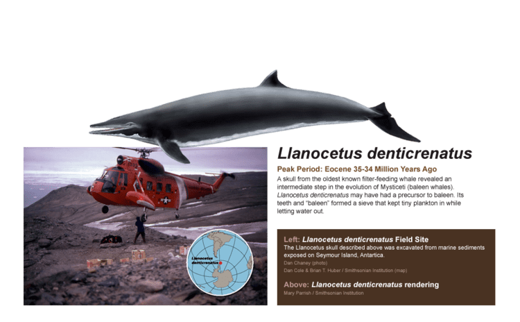 Llanocetus Llanocetus denticrenatus Smithsonian Ocean Portal