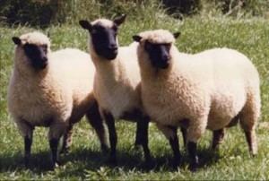 Llanwenog (sheep) Llanwenog Sheep Cynnal y Cardi