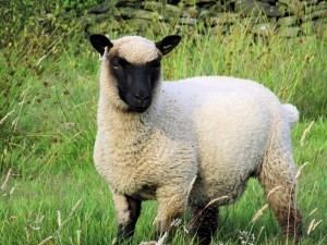 Llanwenog (sheep) Llanwenog Sheep Saddleworth Llama amp Donkey Trekking Centre