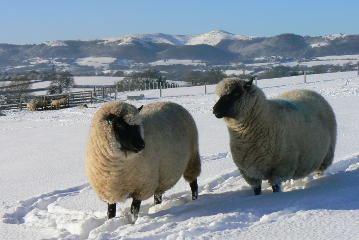 Llanwenog (sheep) Llanwenog Sheep Society Home