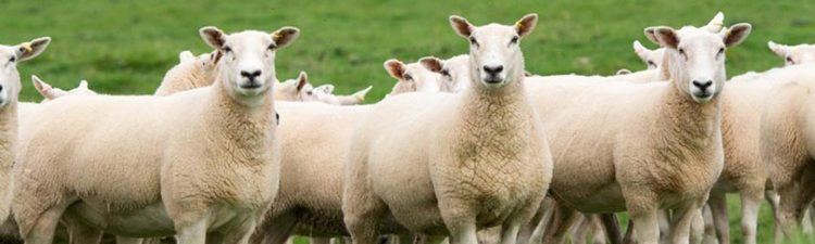 Lleyn sheep Lleyn Sheep Society the official website