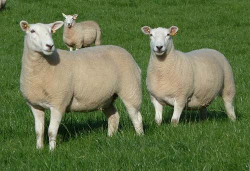 Lleyn sheep Cragg Flock of Pedigree Lleyn Sheep