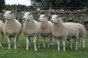 Lleyn sheep Lleyn Sheep Characteristics