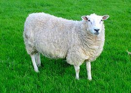 Lleyn sheep Lleyn sheep Wikipedia