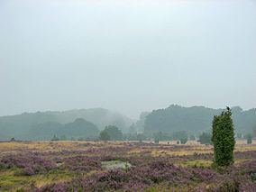 Lüneburg Heath Nature Reserve httpsuploadwikimediaorgwikipediacommonsthu