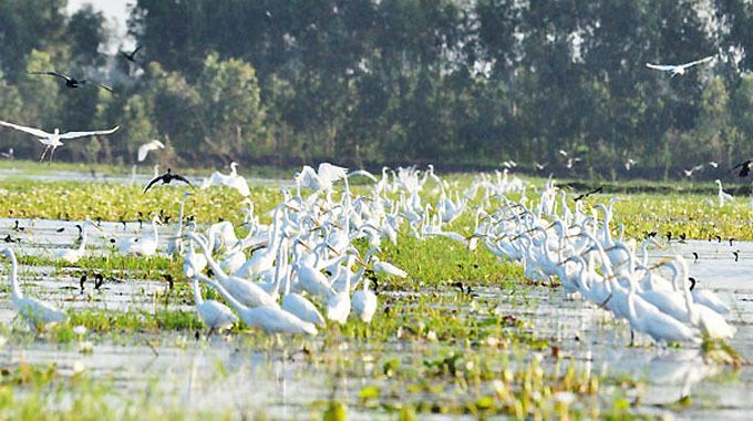 Láng Sen Wetland Reserve Lang Sen Long An has been recognized as the 7th Ramsar site of