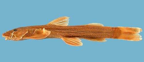 Loach catfish silurusacnatsciorgACSIgraphicsFamilyiconsAm