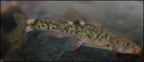 Loach minnow Spikedace and Loach Minnow Conservation