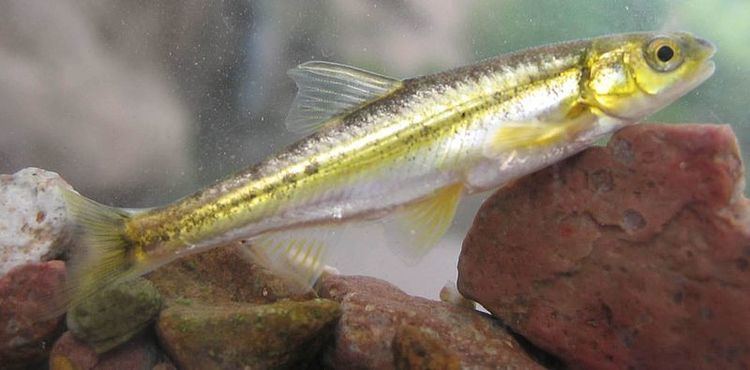 Loach minnow Status of Spikedace and Loach Minnow Changed to Endangered