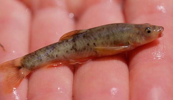 Loach minnow minnow