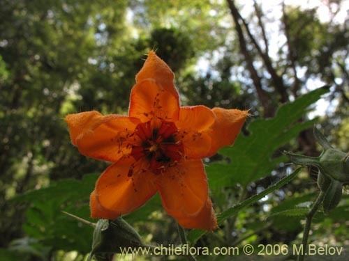 Loasa Description and images of Loasa acanthifolia a native Chilean