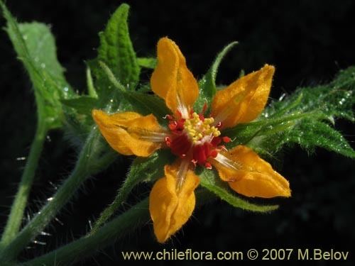 Loasa Description and images of Loasa acerifolia a native Chilean