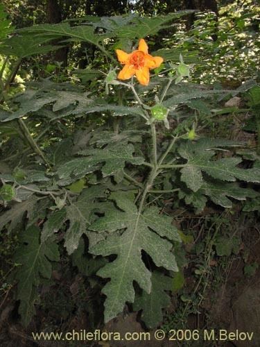 Loasa Description and images of Loasa acanthifolia a native Chilean