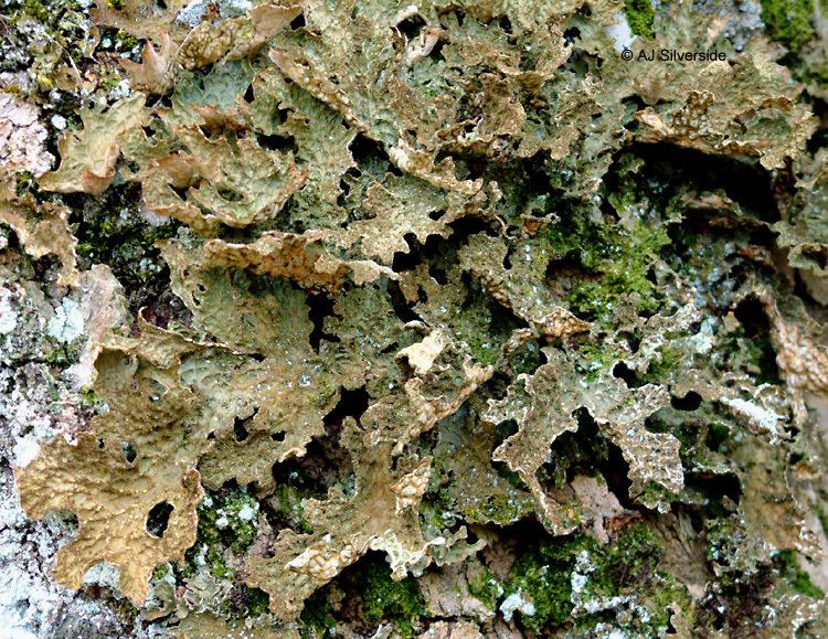 Lobaria Lobaria pulmonaria images of British lichens