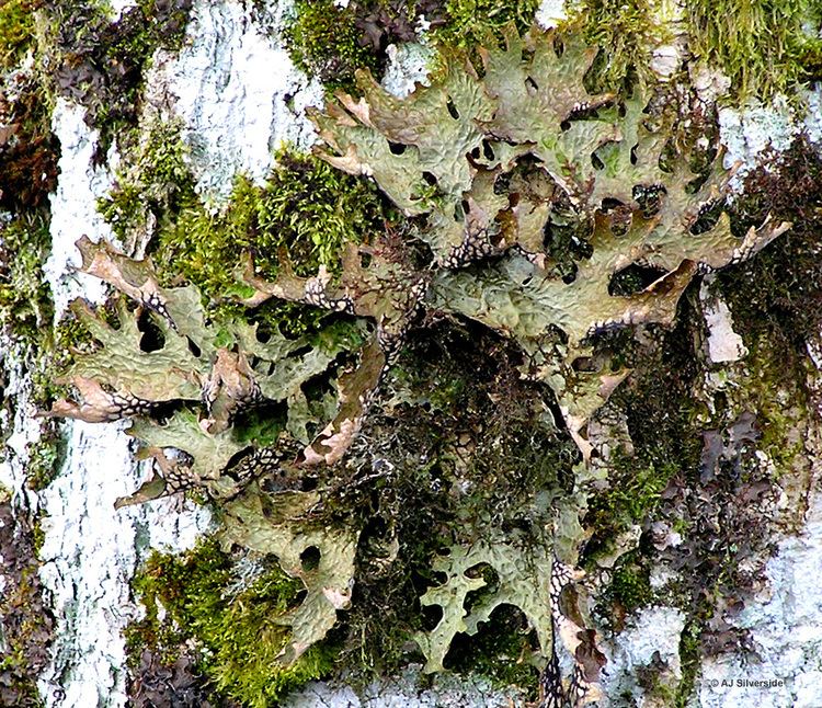 Lobaria Lobaria pulmonaria images of British lichens