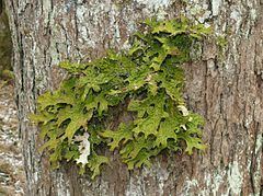 Lobaria Lobaria Wikipedia