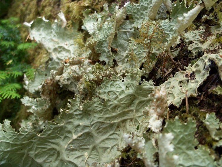 Lobaria oregana Ways of Enlichenment Lichens of North America
