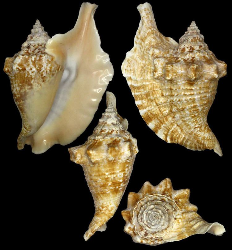 Lobatus gallus Gastropoda Stromboidea Species Lobatus Gallus
