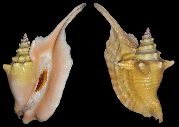Lobatus gallus Gastropoda Stromboidea Species Lobatus Gallus